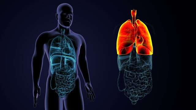 3D Illustration of human respiratory system lungs with anatomy
