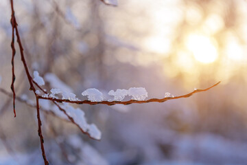 Thin bare twig covered with ice in the soft light of evening sun, blurred background. Winter theme.