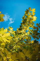 Canadian maple tree branches with fall yellow leaves against clear blue sky in sunlight. Colorful autumn background with copy space. Autumnal concept.