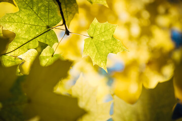 Autumn yellow maple tree foliage in sunlight close up. Soft focus, blurred background, copy space.