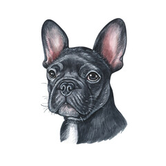 Watercolor illustration of a funny dog. Hand made character. Portrait cute dog isolated on white background. Watercolor hand-drawn illustration. Popular breed dog. french bulldog - obrazy, fototapety, plakaty