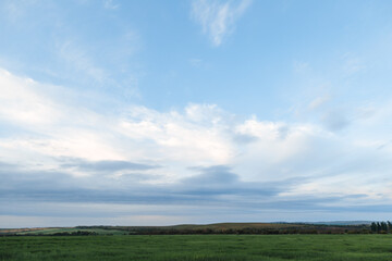 Obraz premium Green field and sky with clouds, grass in spring background, agricultural cereal crop
