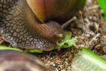 horned snail achatina eat vegetables