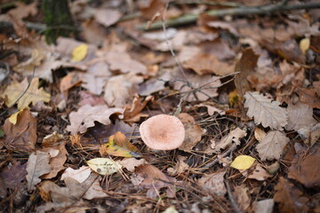 Mushrooms in the autumn forest.