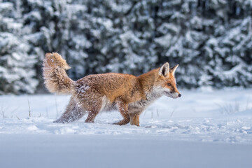 Red fox Vulpes vulpes with a bushy tail hunting in the snow in winter in Algonquin Park in Canada