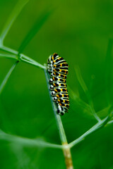 caterpillar