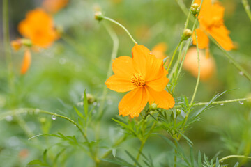 Yellow  cosmos flower soft focus with some sharp and blurred background.