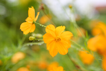 Yellow  cosmos flower soft focus with some sharp and blurred background.