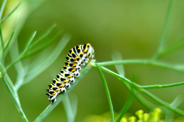 caterpillar