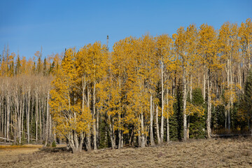 Sunny view of the beautiful fall color around Dixie National Forest
