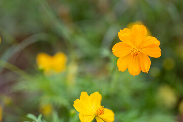 Yellow  cosmos flower soft focus with some sharp and blurred background.