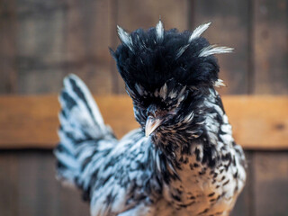 Chicken of the Pavlovskaya silver chicken breed