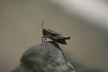 bug