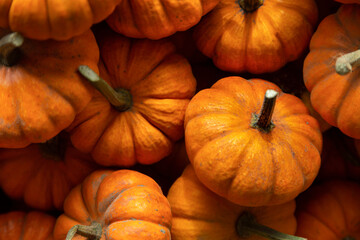 An overhead view of a pile of orangita orange mini pumpkins at the farmer's market
