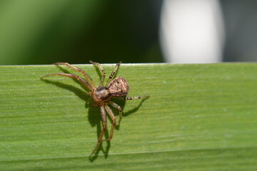 
spider
