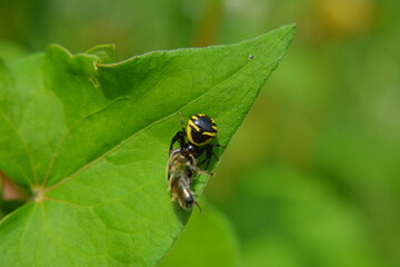 
spider