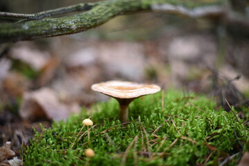 Mushrooms in the autumn forest.