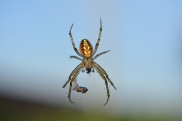 
spider