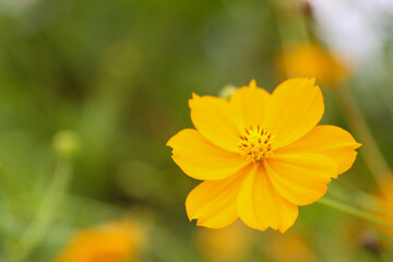 Yellow  cosmos flower soft focus with some sharp and blurred background.