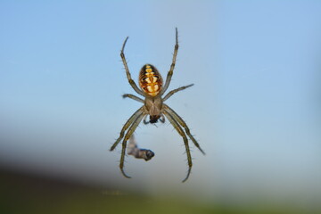 
spider