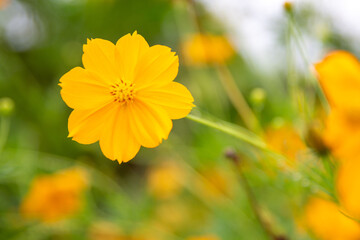 Yellow  cosmos flower soft focus with some sharp and blurred background.