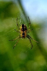 
spider