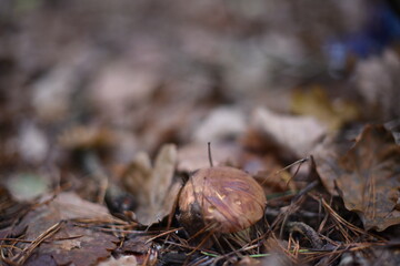 Mushrooms in the autumn forest.