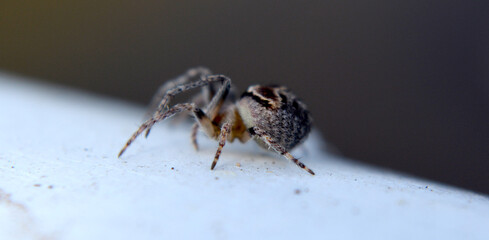 spider on a leaf