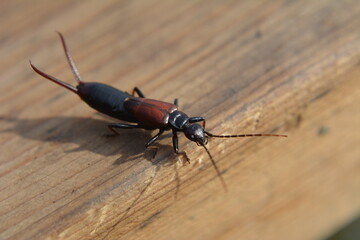 Forficula auricularia