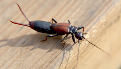 Forficula auricularia