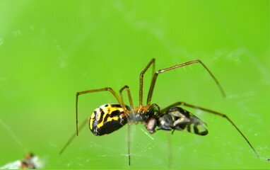 spider on a web
