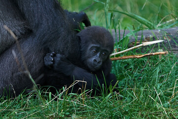 Obraz premium Western lowland gorilla (Gorilla gorilla gorilla)