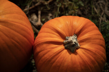 A topside view of an orange pumpkin and a partial view of a second pumpkin on a dirt background
