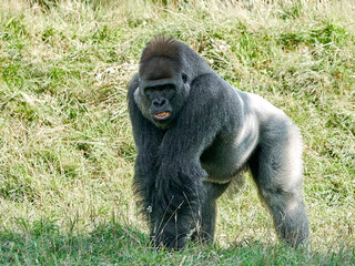 Western lowland gorilla (Gorilla gorilla gorilla)