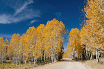 Fototapeta premium Beautiful sunny fall color around Strawberry Point Road