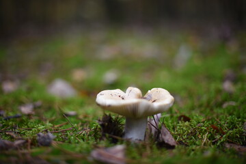 Mushrooms in the autumn forest.