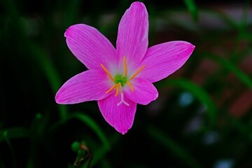 Close up beautiful Pink Fairy lily or Rain or Zephyr Flower, Rosy Rain lily blooming with blur background.