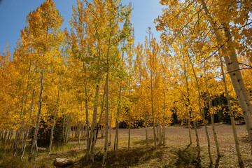 Beautiful sunny fall color around Strawberry Point Road