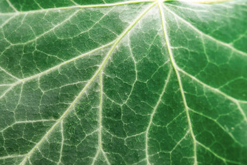 Texture of green ivy leaf, closeup