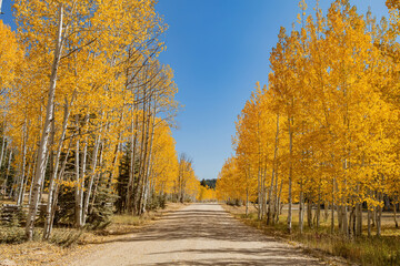 Beautiful sunny fall color around Strawberry Point Road