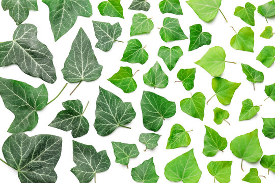 Green ivy leaves on white background
