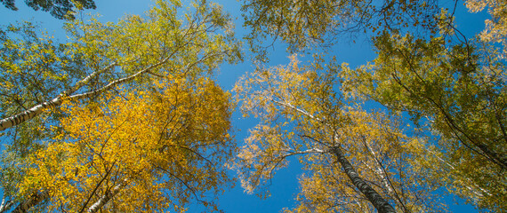 Autumn trees against the blue sky, view up. Colorful natural background.