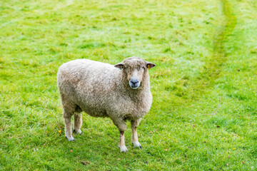Fototapeta premium Sheep isolated on green field background, in Bourton-on-the-Water, Cotswolds, Engalnd.