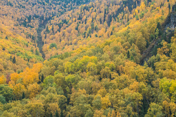 Mountain slope covered with autumn forest, natural background