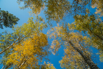 Autumn trees against the blue sky, view up. Colorful natural background.