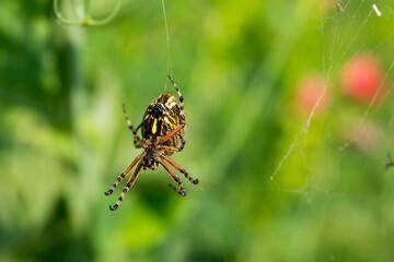 The spider Argiope bruennichi weaves a web. Insect close-up. Macro.