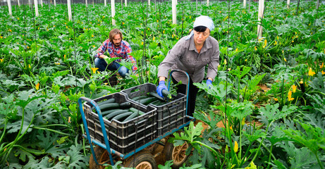 Farming team harvests ripe zucchini and puts them in boxes in the greenhouse