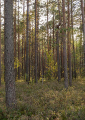 Fototapeta na wymiar bog pine trunks, pine forest on the lake shore, swamp characteristic vegetation, tree silhouettes