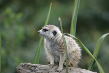 meerkat on the lookout