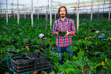 adult farmers picking cocozelles in huge hothouse